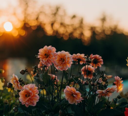 Rosa blommor blommar i en trädgård med en solnedgång i bakgrunden.